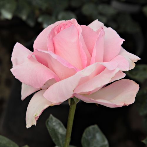 Rose clair - rosiers hybrides de thé